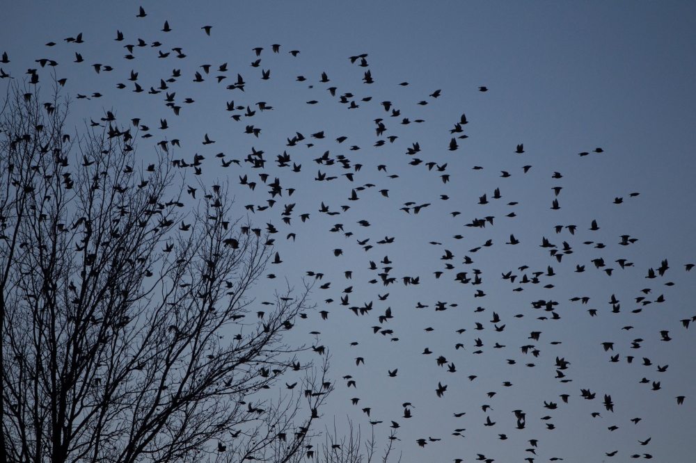  A flock of blackbirds search for trees to perch on in the town on Hopkinsville, Kentucky February 16, 2013. REUTERS/Harrison McClary/File Photo