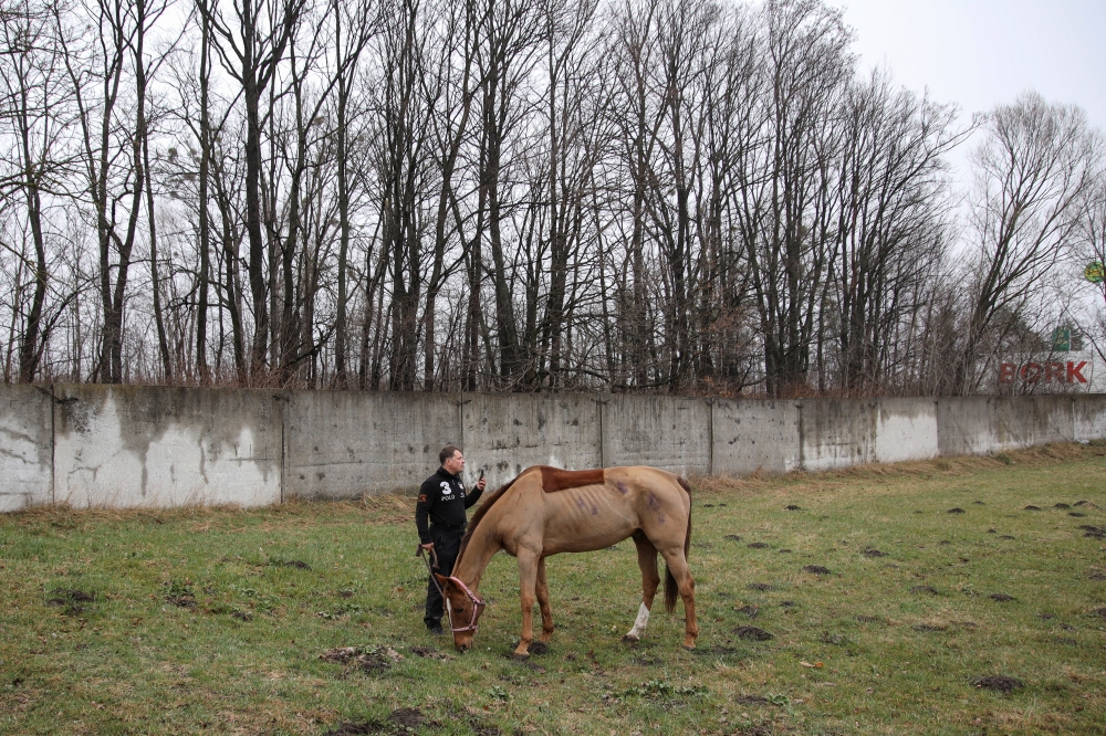 A volunteer from the Ukrainian Equestrian Federation Charity takes Karpilon, an injured show jumping horse that was recently rescued and transferred from the Kyiv region, out for a walk as Russia's attack on Ukraine continues, in Lviv region, Ukraine, April 1, 2022. REUTERS/Joseph Campbell