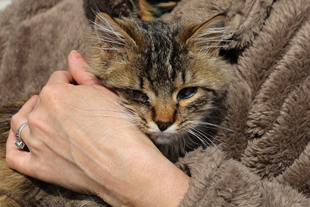 A one-eyed female cat, found in a destroyed house in the Ukrainian town of Volnovakha and evacuated by volunteers to Russia amid Ukraine-Russia conflict, sits in the arms of Svetlana, who adopted her, in Moscow, Russia April 9, 2022. Picture taken April 9, 2022. REUTERS/Evgenia Novozhenina