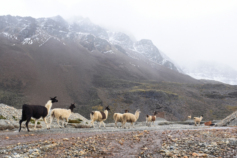 Llamas walk near the Charquini glacier, as scientists and climbers battle over the future of the controversial lure for tourists, outside of El Alto, Bolivia April 8, 2022. Reuters/Claudia Morales
