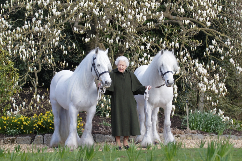 British Queen Elizabeth II holds her Fell ponies, Bybeck Nightingale (right) and Bybeck Katie in this handout picture released April 20, 2022 by The Royal Windsor Horse Show to mark the occasion of her 96th birthday. henrydallalphotography.com/PA Wire/Handout via Reuters 