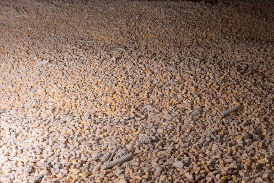 Ukrainian corn is pictured inside a silo at the Romanian Black Sea port of Constanta, Romania, April 28, 2022. Inquam Photos/Daniel Stoenciu via REUTERS

