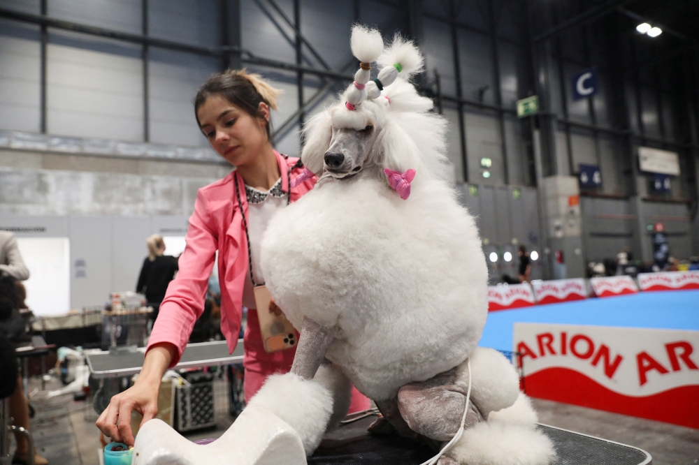 A woman grooms a Standard Poodle dog at the 2022 World Dog Show at IFEMA conference center in Madrid, Spain, on June 23, 2022. Reuters/Isabel Infantes