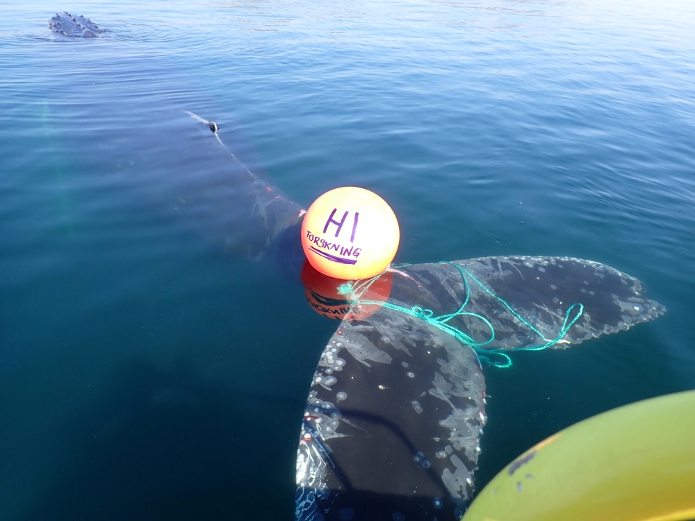 A whale entangled in ropes and a buoy is pictured, in the Norwegian part of the Barents Sea, Norway, June 29, 2022. Norwegian Coast Guard/Handout via REUTERS