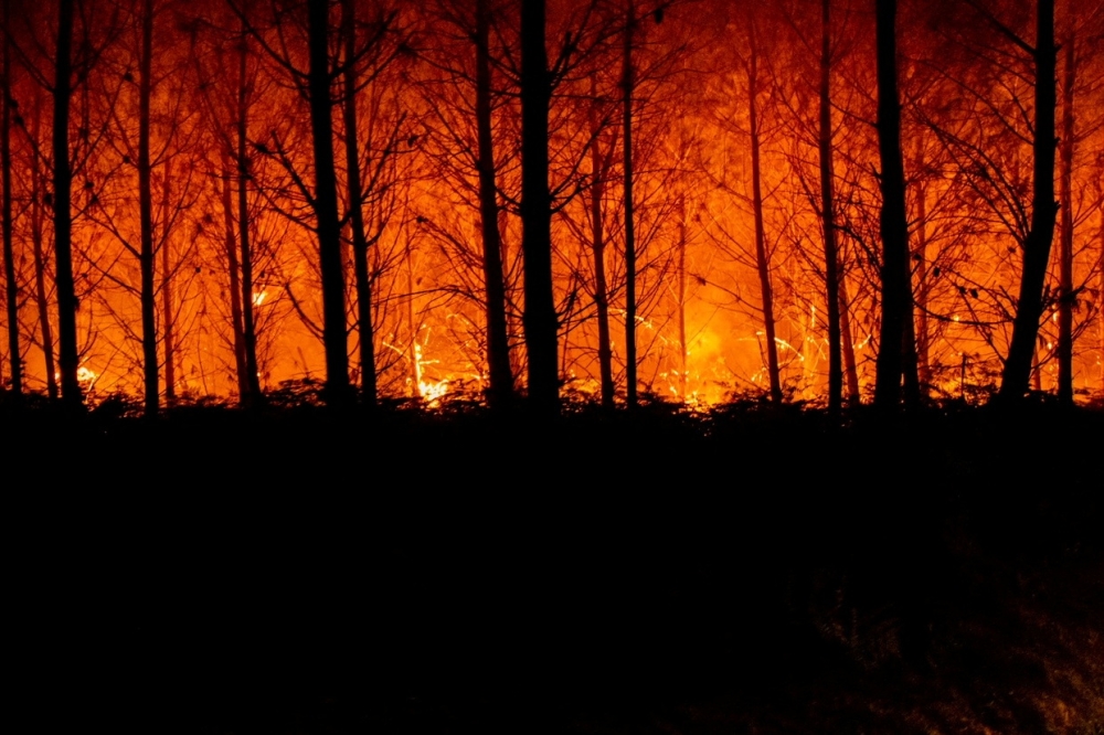 A view shows trees burning amid a fire that broke out near Landiras, as wildfires continue to spread in the Gironde region of southwestern France, in this handout picture taken July 16, 2022 and obtained from the fire brigade of the Gironde region (SDIS 33) on July 17, 2022. SDIS 33/Handout via REUTERS