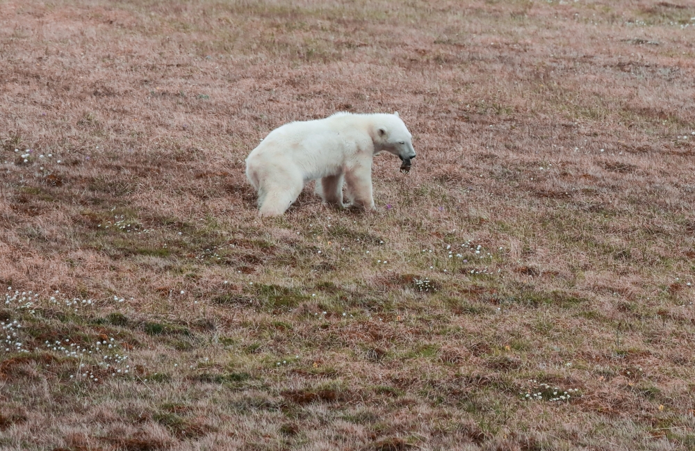A female polar bear whose tongue is stuck in a tin can walks in the Arctic settlement of Dikson on the Taymyr Peninsula, Russia July 21, 2022. Press service of Nornickel/Handout via REUTERS