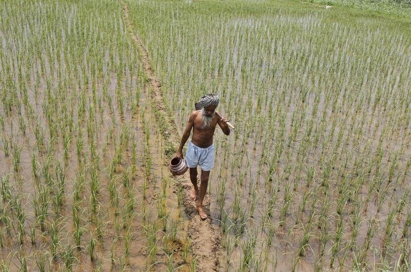 A farmer walks through a paddy field at Tannaurah village in the northern Indian state of Punjab August 1, 2014. REUTERS/Ajay Verma