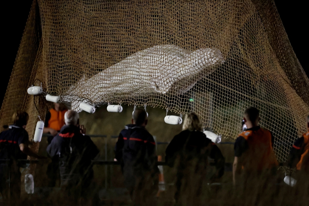 Firefighters and members of a search and rescue team pull up a net as they rescue the Beluga whale, near the Notre-Dame-de-la-Garenne lock in Saint-Pierre-la-Garenne, France, August 10, 2022. Reuters/Benoit Tessier