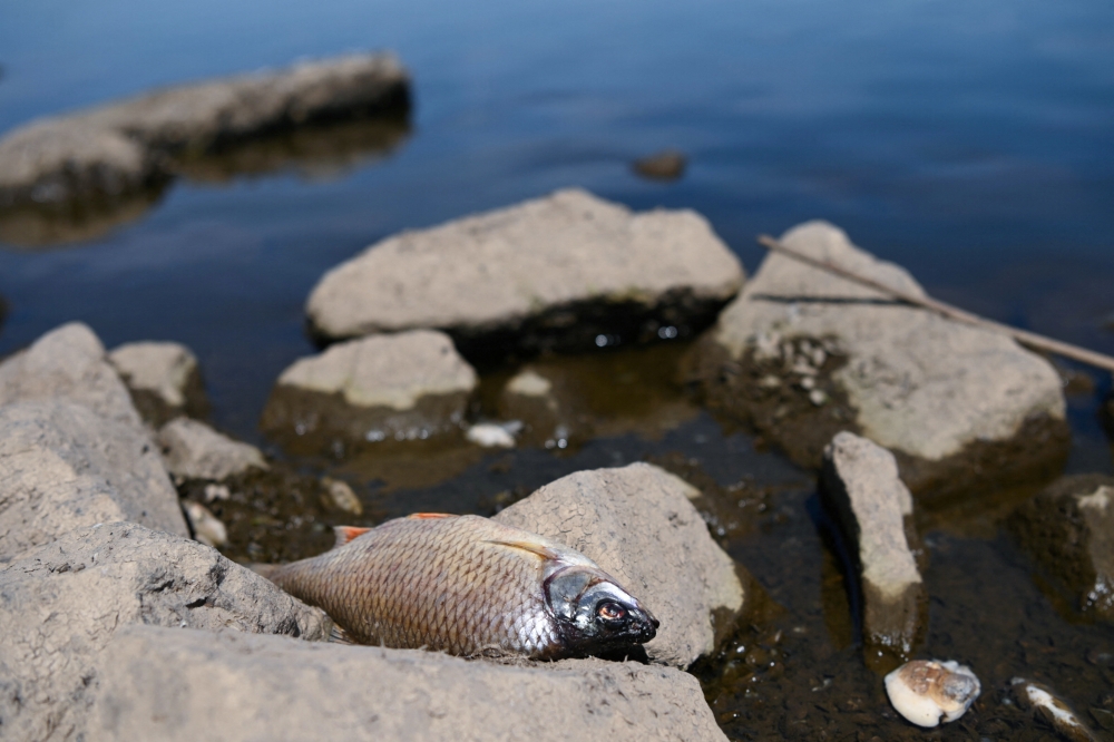 A dead fish lies on the bank of Oder River on the German-Polish border, in Brieskow-Finkenheerd, Frankfurt (Oder), Germany, August 11, 2022. (REUTERS/Annegret Hilse)
