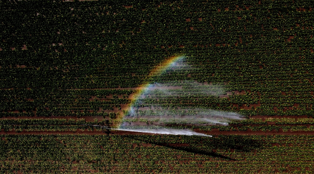 Crops are watered during the heatwave in Brawtry, Yorkshire, Britain, August 11, 2022. REUTERS/Carl Recine