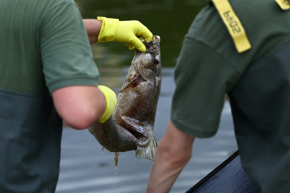 Members of the Polish Armed Forces remove a dead fish from Oder river, near the German border, as water has been contaminated and is causing fish to die-off, in Slubice, Poland, August 12, 2022. (REUTERS/Lisi Niesner)