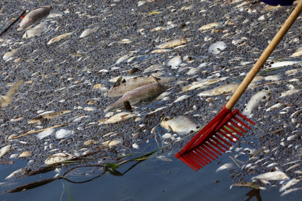 Dead fish are removed from the Oder river near the border with Germany, in Krajnik Dolny, Poland, August 15, 2022. (REUTERS/Lisi Niesner)