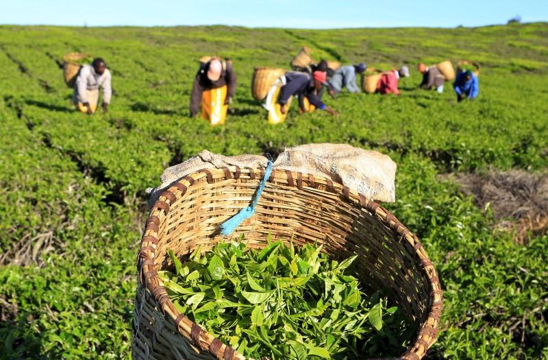Workers pick tea leaves at a plantation in Nandi Hills, in Kenya's highlands region west of capital Nairobi. File Photo / Reuters
