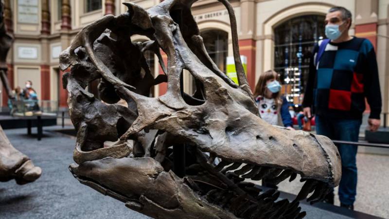  Dinosaur fossils are common at Berlin's Natural History Museum. Two climate activists chained themselves to one on October 30, 2022. (John MacDougall/AFP via Getty Images)