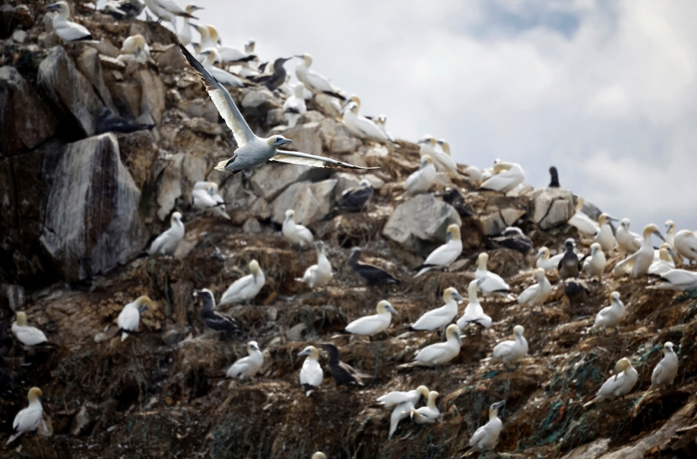 A view shows the colony of northern gannets on the Rouzic island of the Sept-Iles archipelago, a bird reserve affected by a severe epidemic of bird flu, off the coast of Perros-Guirec in Brittany, France, September 5, 2022. (REUTERS/Stephane Mahe)