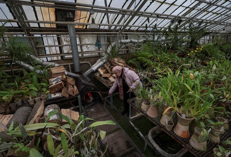 Liudmyla Buiun, Head of Tropical and Subtropical Plants Department, checks a wood stove in a tropical greenhouse, suffering from low temperatures, in a botanical garden after critical energy infrastructure was hit by Russian military attacks in Ukraine, as Russia's invasion of Ukraine continues, in Kyiv, Ukraine December 22, 2022. REUTERS/Gleb Garanich