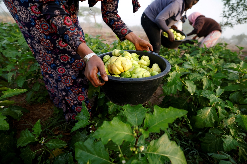 Women harvest eggplants for the market, on a field of farmer Mor Kabe in the outskirts of Notto Gouye Diama village, Thies region, Senegal, January 24, 2023. (REUTERS/Zohra Bensemra)