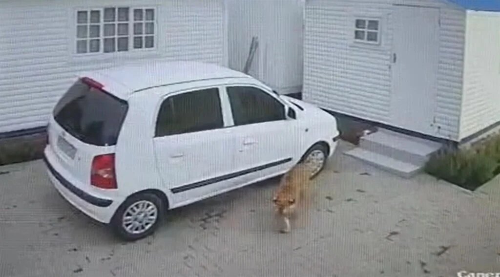 A tiger was spotted in Edenvale, Johannesburg on 30 January 2023. PHOTO: Supplied/Screenshot

