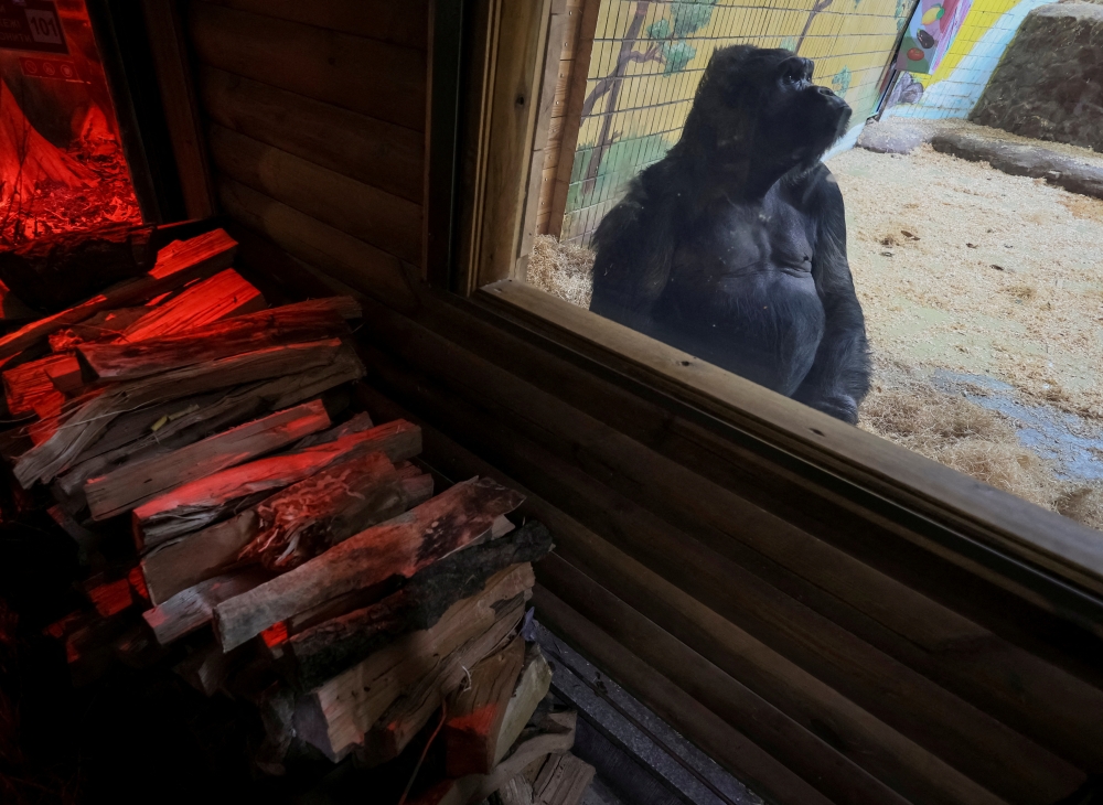 A 48-year-old gorilla, Tony, sits next to a wood stove, which heats his enclosure in Kyiv Zoo, amid Russia's attacks on Ukraine, January 31, 2023. (REUTERS/Gleb Garanich)