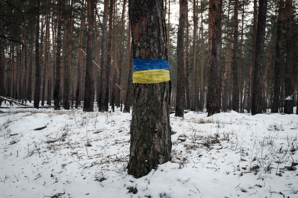 Tapes in colours of the Ukraine's national flag are wrapped around a tree near Yampil on February 6, 2023, amid the Russian invasion of Ukraine. (Photo by YASUYOSHI CHIBA / AFP)