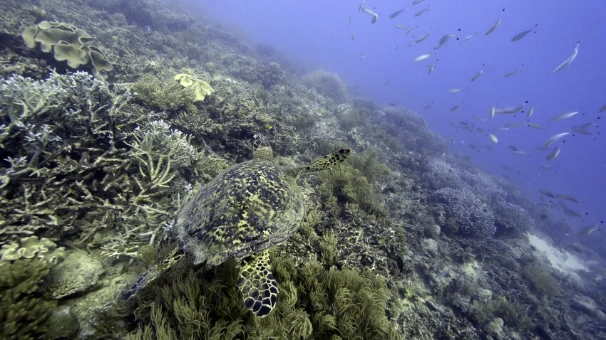 A sea turtle swims over corals on Moore Reef in Gunggandji Sea Country off the coast of Queensland in eastern Australia on Nov. 13, 2022.

