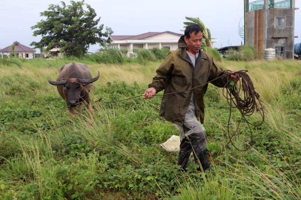 A farmer leads his water buffalo to a safer place in Ilagan town, Isabela province, north of Manila on July 25, 2023, as Typhoon Doksuri heads towards the northern Philippines. Photo by AFP