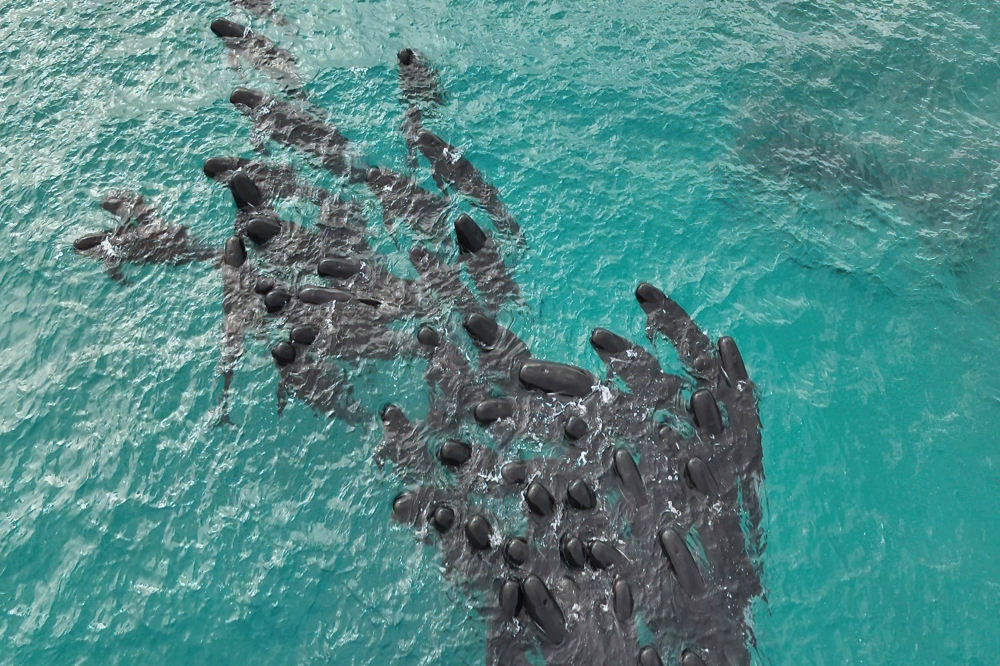 A handout aerial photograph taken on July 25, 2023 from and released by the Western Australia Department of Biodiversity, Conservation and Attractions, shows 60-70 pilot whales gathering before scores stranded at Cheynes Beach near Albany in Western Australia. (Photo by WA Department of Biodiversity, Conservation and Attractions / AFP
