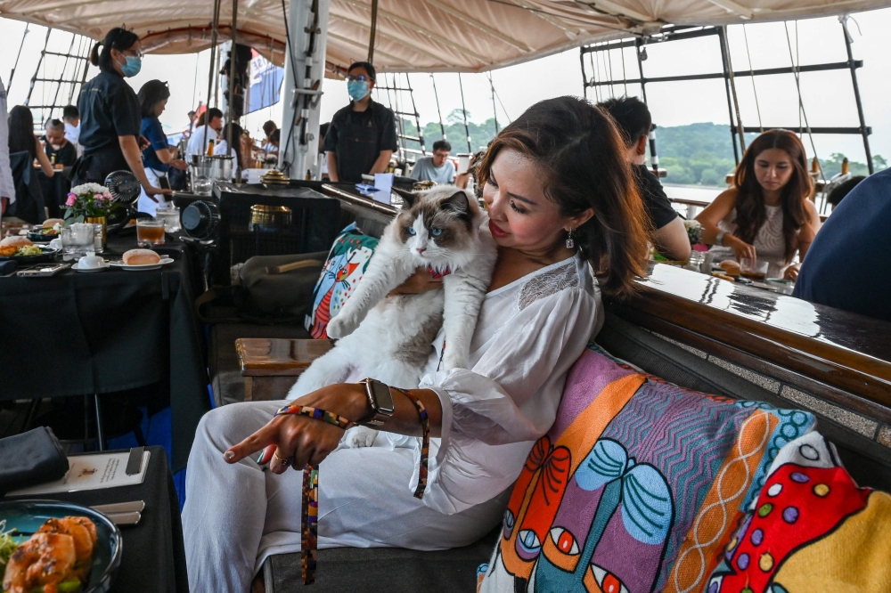 In this picture taken on August 13, 2023 a visitor sits with her cat on the Royal Albatross, a luxury tall ship that hosts sailing and dining experiences around the waters of Singapore with pets allowed. Photo by Roslan RAHMAN / AFP