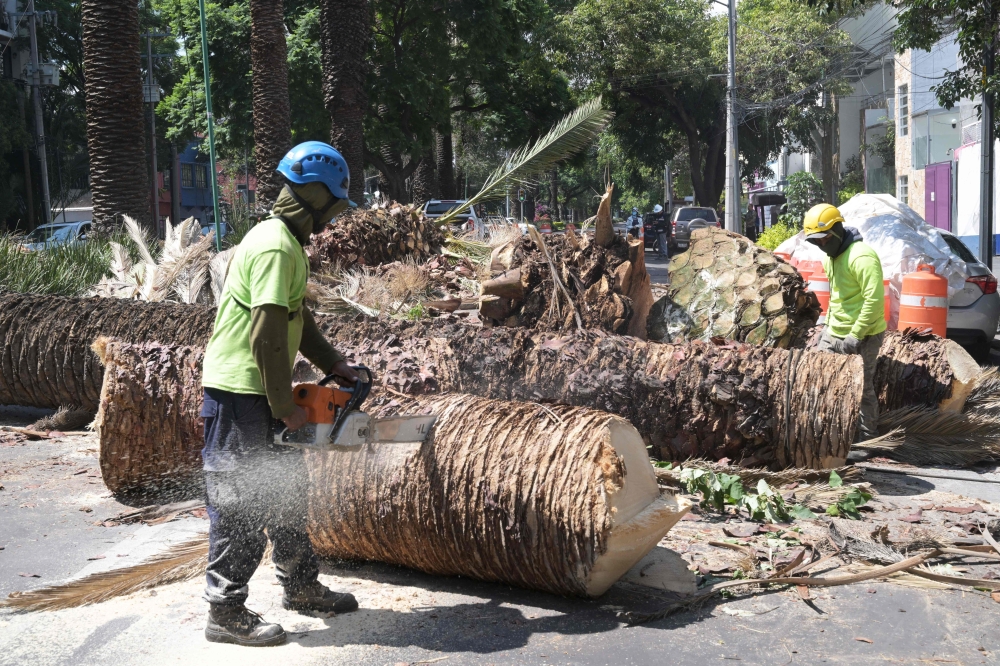 Workers from the Secretary of Environment prune palm trees that were attacked by a plague in Mexico City on August 10, 2023. (Photo by Rodrigo Arangua / AFP)

