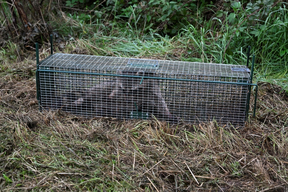 A raccoon is trapped in a cage near the village of Chapois in the province of Namur on September 1, 2023. (Photo by John Thys / AFP)