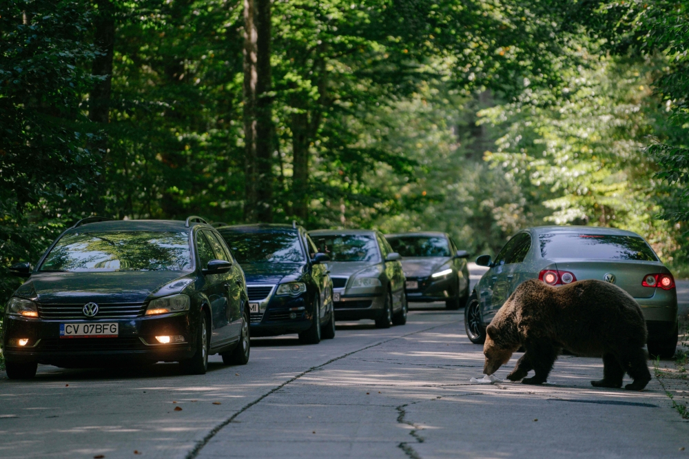 A bear eats a sandwich thrown by a passing driver, on September 29, 2023, on a road in Covasna, Romania. (Photo by Andrei Pungovschi / AFP)