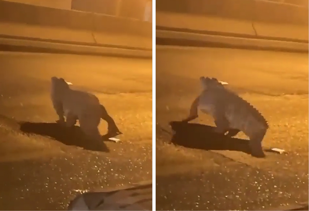 Screenshots of the reptile on Saudi roads 