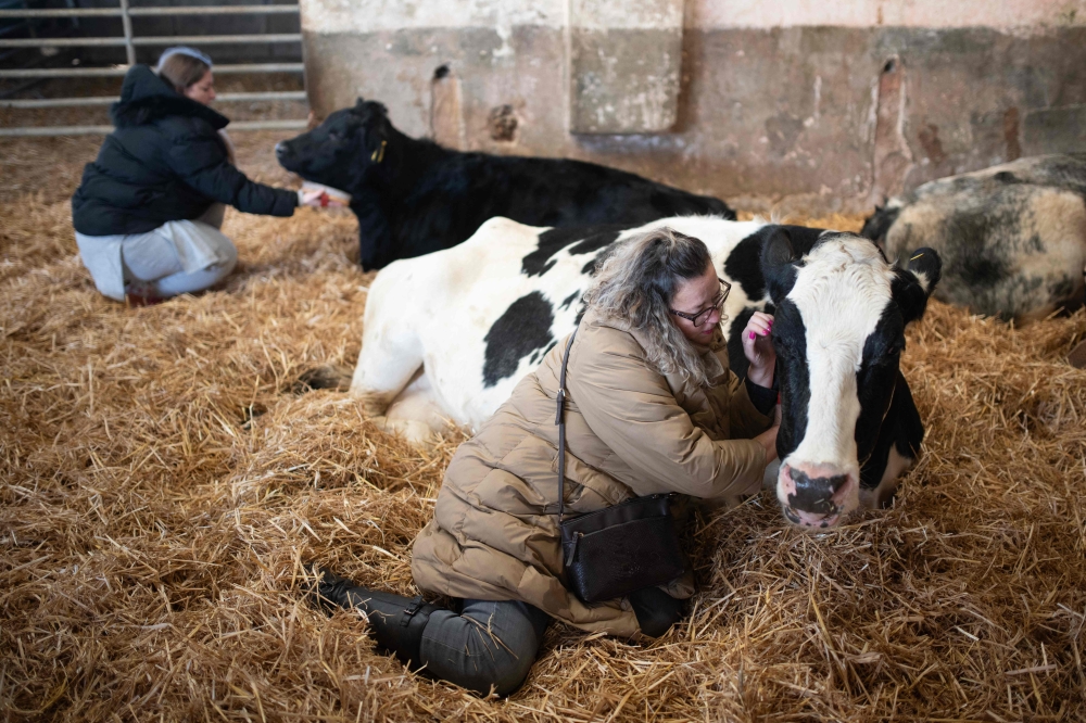 Joanne Gartell takes part in a 'Cow Cuddling' experience with a small herd of retired dairy cows on Dumble Farm in Arram, near Beverley, north east England on November 29, 2023. (Photo by Oli Scarff / AFP)
