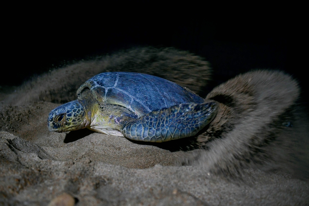 In this picture taken on November 28, 2023, a green turtle covers her eggs with sand on Sandspit beach in Karachi. (Photo by Asif Hassan / AFP)