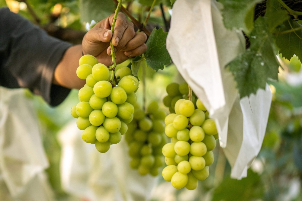 This picture taken on September 14, 2023 shows Shine Muscat grapes growing on Yuki Nakamura's farm in Tomi city, Nagano Prefecture. Photo by Philip FONG / AFP