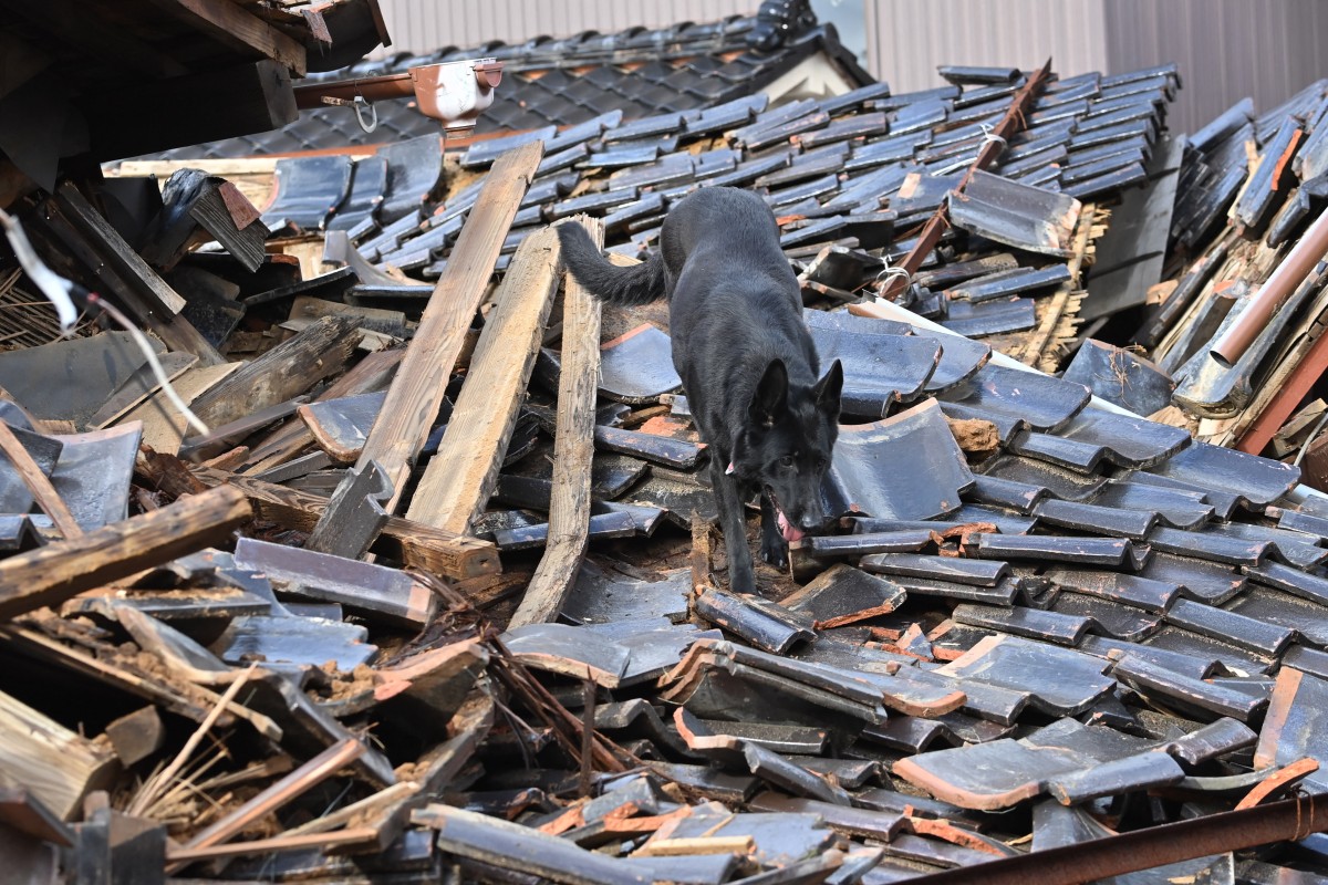 A rescue dog joins firefighters searching for people in the rubble of a collapsed house in the city of Wajima, Ishikawa prefecture on January 4, 2024, after a major 7.5 magnitude earthquake struck the Noto region in Ishikawa prefecture on New Year's Day. Photo by Kazuhiro NOGI / AFP