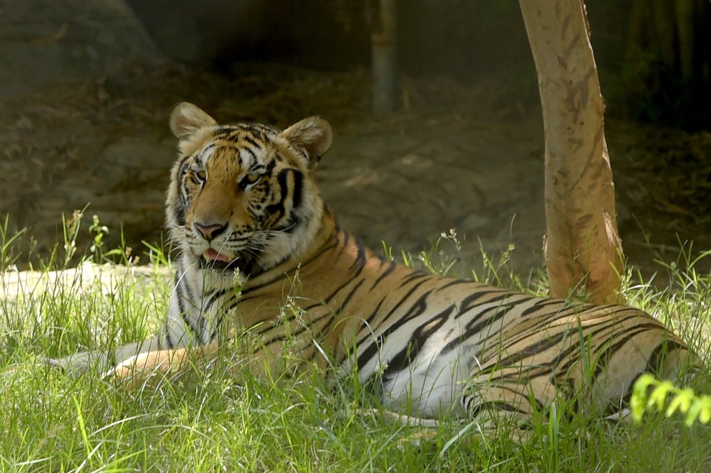 (Files) A tiger rests in an enclosure during the inauguration of Phnom Penh Safari in Phnom Penh on June 23, 2018. (Photo by Tang Chhin Sothy / AFP)
 