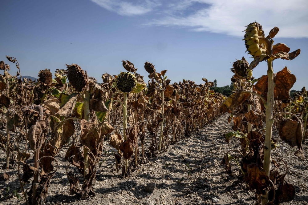 File: Burnt sunflowers in a field during a heat wave in the suburbs of Puy Saint Martin village, southeastern France, on August 22, 2023, where the temperature reached 43ーcentigrade. (Photo by Jeff Pachoud / AFP)