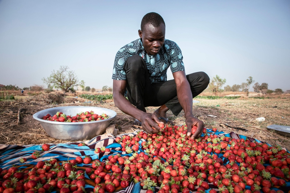 Yiwendenda Tiemtoré sorts strawberries in his field in Ouagadougou, on March 28, 2024. (Photo by Fanny Noaro-Kabr / AFP)