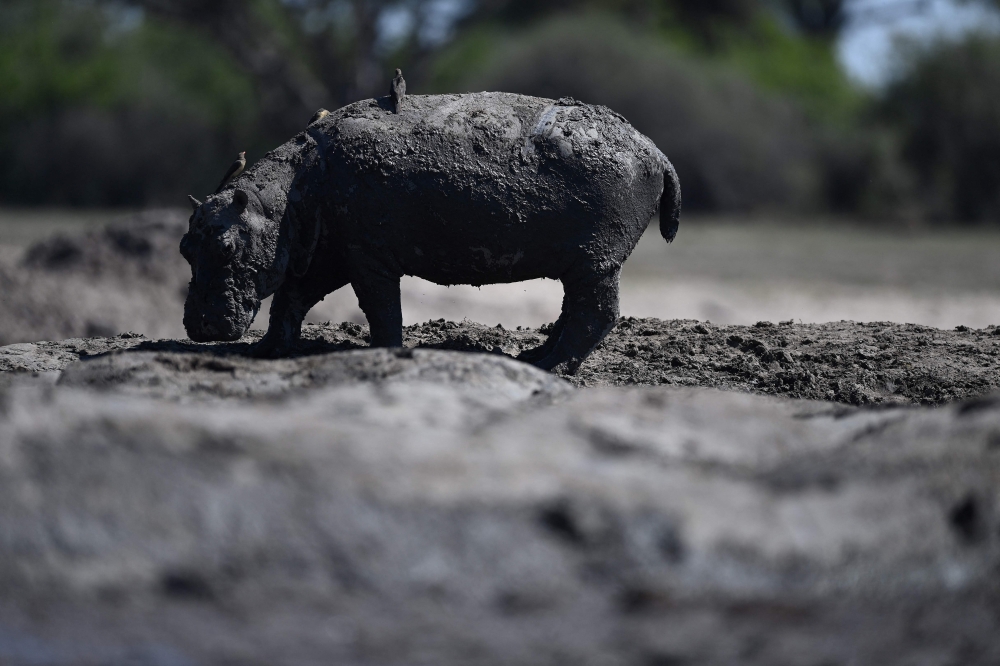 A baby hippo walks on mud in a dried up channel near the Nxaraga village in the Okavango Delta on the outskirts of Maun on April 25, 2024. (Photo by Monirul Bhuiyan / AFP)
