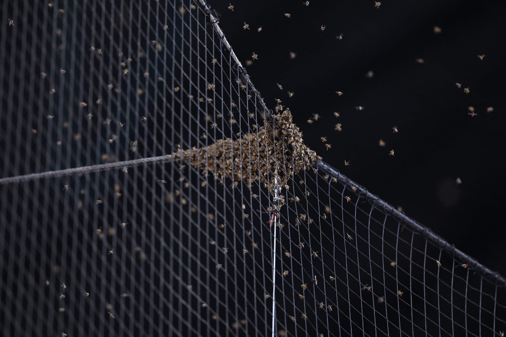 Detail of a bee colony formed on the netting behind home plate causing a start delay for the MLB game between the Arizona Diamondbacks and the Los Angeles Dodgers at Chase Field on April 30, 2024 in Phoenix, Arizona. (Photo by Christian Petersen / GETTY IMAGES NORTH AMERICA / Getty Images via AFP)
