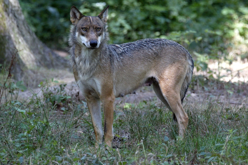 (FILES) A photograph shows a wolf at the Thoiry Zoo in Thoiry, near Paris, on August 1, 2002. (Photo by MARTIN BUREAU / AFP)
