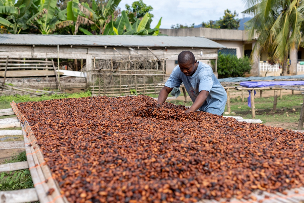 A farmer arranges cocoa beans to dry at a farm in Kwabeng, Ghana. (Photo by Paul Ninson/Bloomberg)