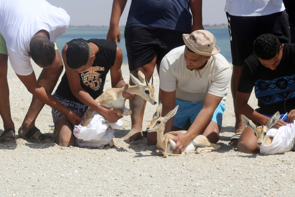Local NGO activists from Bessida, hold three of the eight Rhim gazelles wrapped in protective blankets as they made ready for release on Farwa Island, off the Libyan coast of Abu Kammash, some 20 Km west of the Tunisian border on July 17, 2024. Eight young individuals, one male and 8 females, were released on Farwa Island, their new permanent home by Bessida, a local NGO active in environmental conservation and marine biodiversity protection. (Photo by Mahmud Turkia / AFP)
 