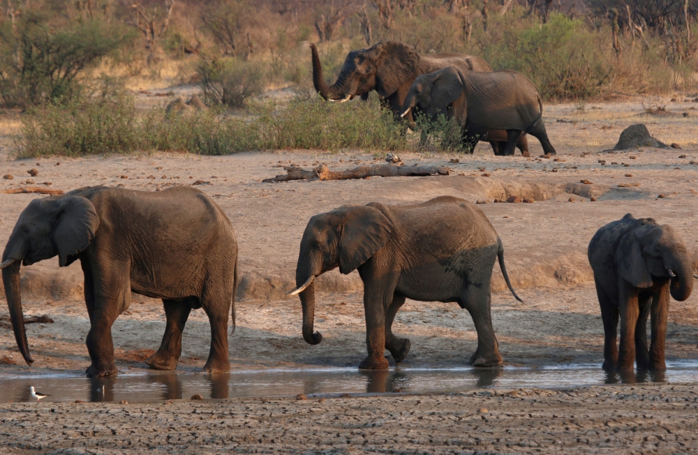 File photo: A group of elephants are seen near a watering hole inside Hwange National Park, in Zimbabwe, October 23, 2019. (Reuters)