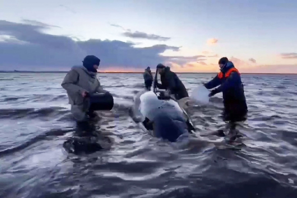 This handout picture taken and released by the Russian Emergency Ministry on October 3, 2024, shows rescuers from the emergencies ministry along with volunteers pouring water on the whales to prevent their skin from drying out on the shore of the Kamchatka peninsula. Photo by HANDOUT / RUSSIAN EMERGENCY MINISTRY / AFP