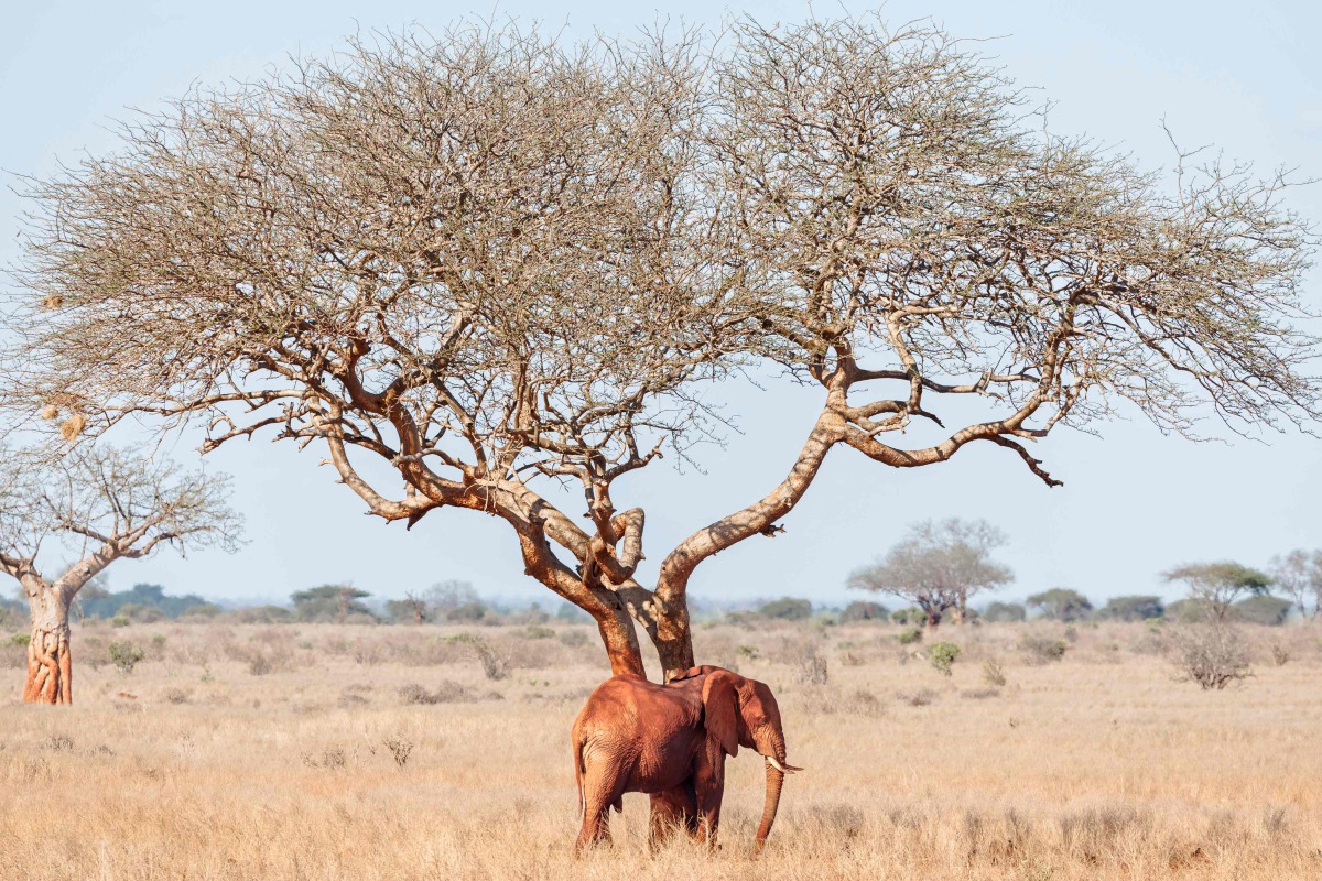 A young bull Elephant pauses in the shade of a tree from the afternoon heat at the Ngutuni Wildlife Conservancy on the outskirts of Voi town in Taita Taventa County on October 29, 2024. (Photo by Tony KARUMBA / AFP)
