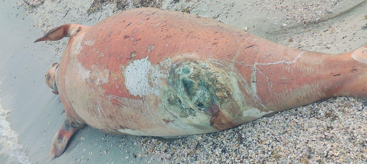 Photo credit: Ministry of Environment and Climate Change on X.