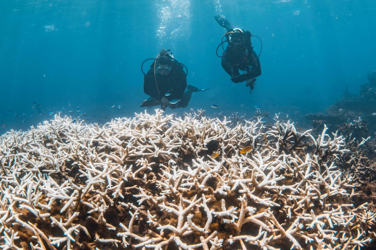 This handout photo taken on March 12, 2025 and released on March 26 by the Minderoo Foundation shows divers inspecting corals impacted by a bleaching event on the Ningaloo Reef off Australia's west coast. Photo by Violeta J Brosig / Minderoo Foundation / AFP