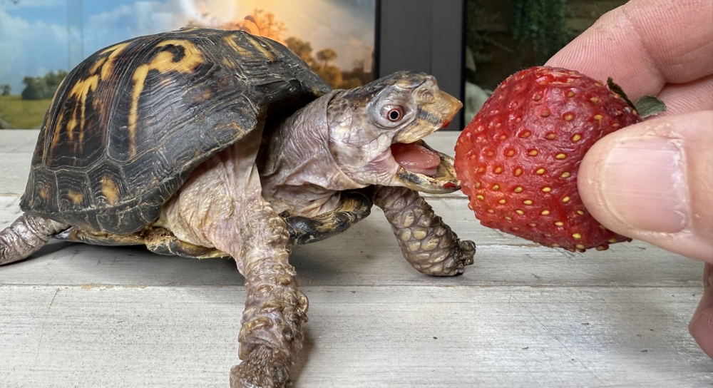 Rockalina, an eastern box turtle, takes a bite of a strawberry. She was taken from the wild as an adult and kept indoors since 1977. (Photo by Garden State Tortoise)